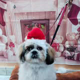 Shih Tzu con gorro navideño