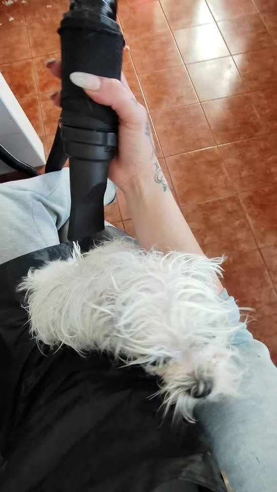 Sesión de peluquería canina en Anubis