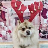 Pomerania peluqueado