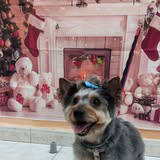 Yorkshire terrier peluqueado